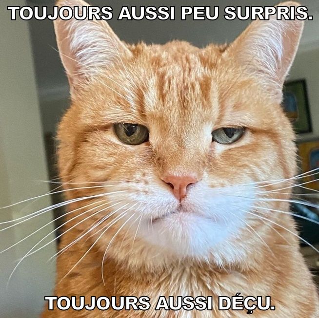 chat peu surpris et déçu.jpg